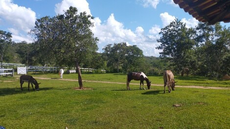 Farm - country house inside a stud farm