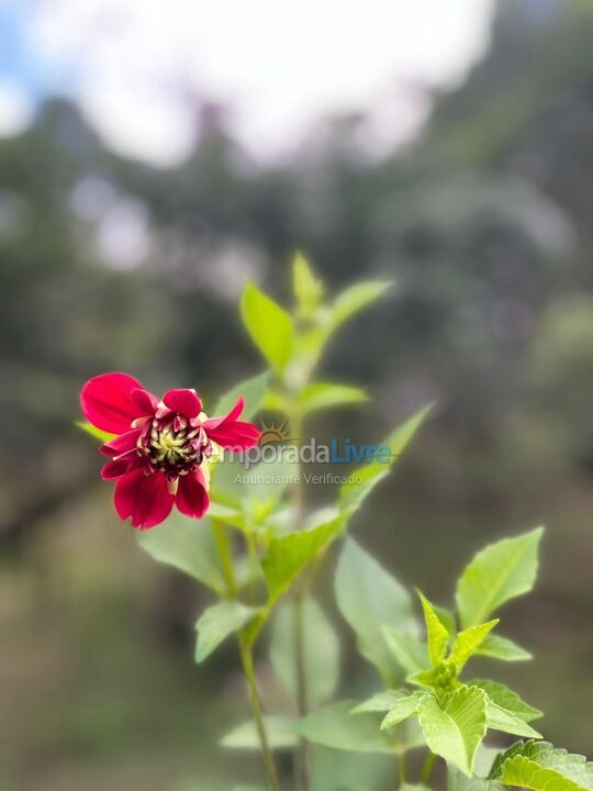 Ranch for vacation rental in Juquitiba (Eva)