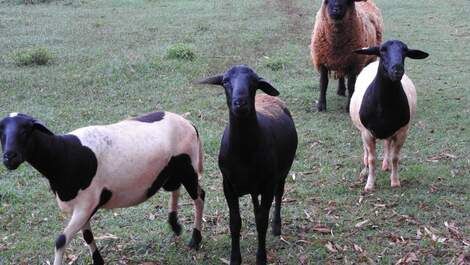 Seasonal rental of Chácara do Haras VTP