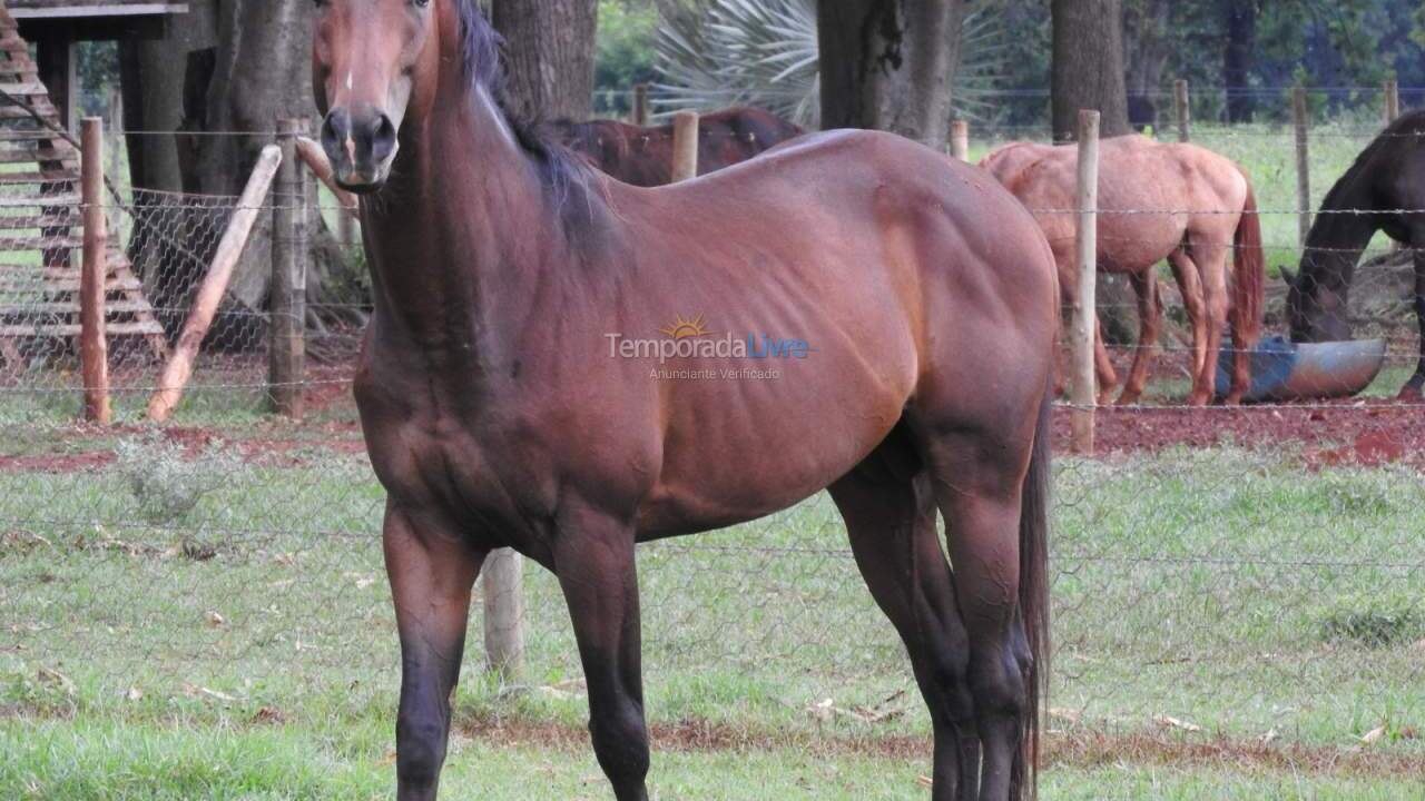 House for vacation rental in Cesário Lange (Haras Vtp)
