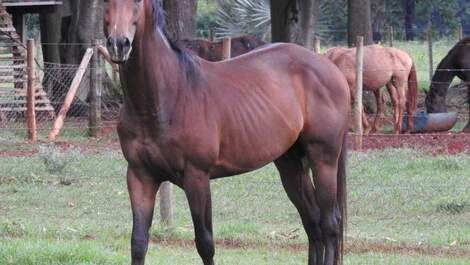 Seasonal rental of Chácara do Haras VTP