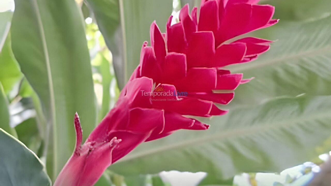 Apartamento para aluguel de temporada em Camaragibe (Aldeia dos Camaras)