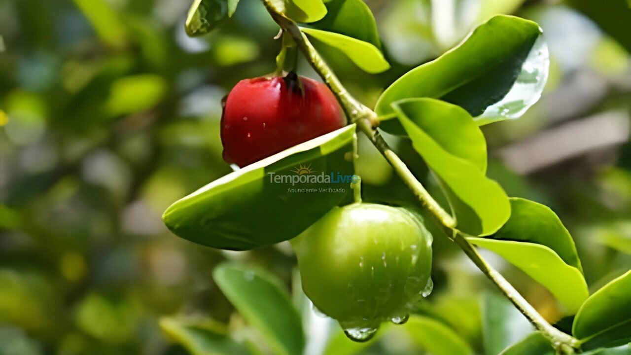 Apartamento para aluguel de temporada em Camaragibe (Aldeia dos Camaras)