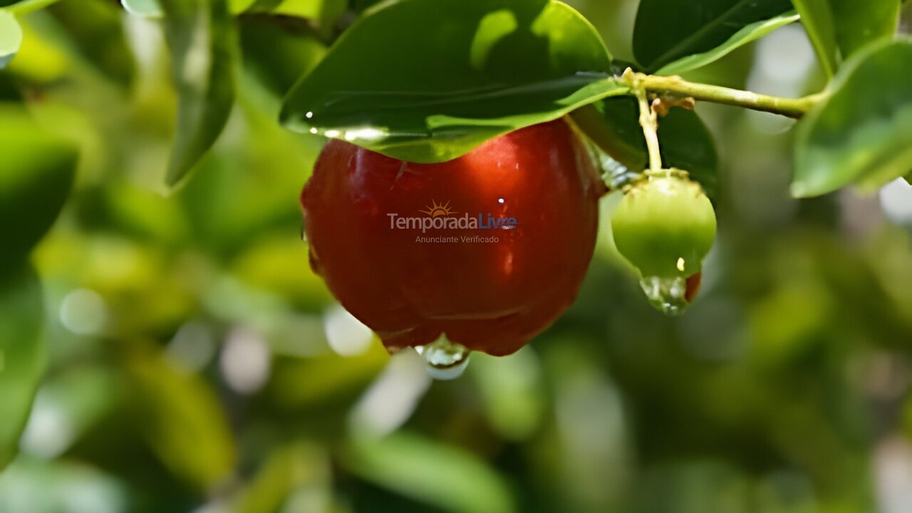 Apartamento para aluguel de temporada em Camaragibe (Aldeia dos Camaras)