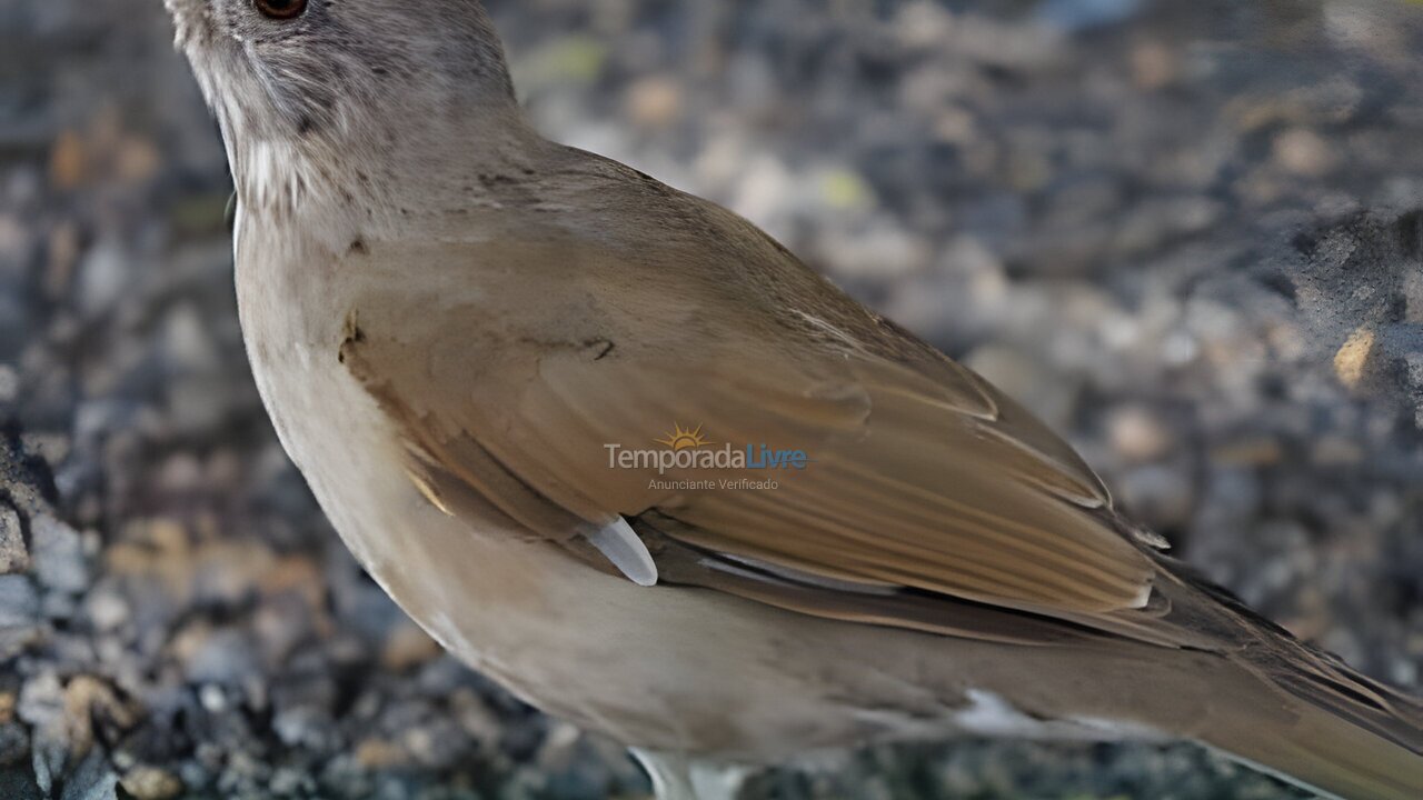Apartamento para aluguel de temporada em Camaragibe (Aldeia dos Camaras)