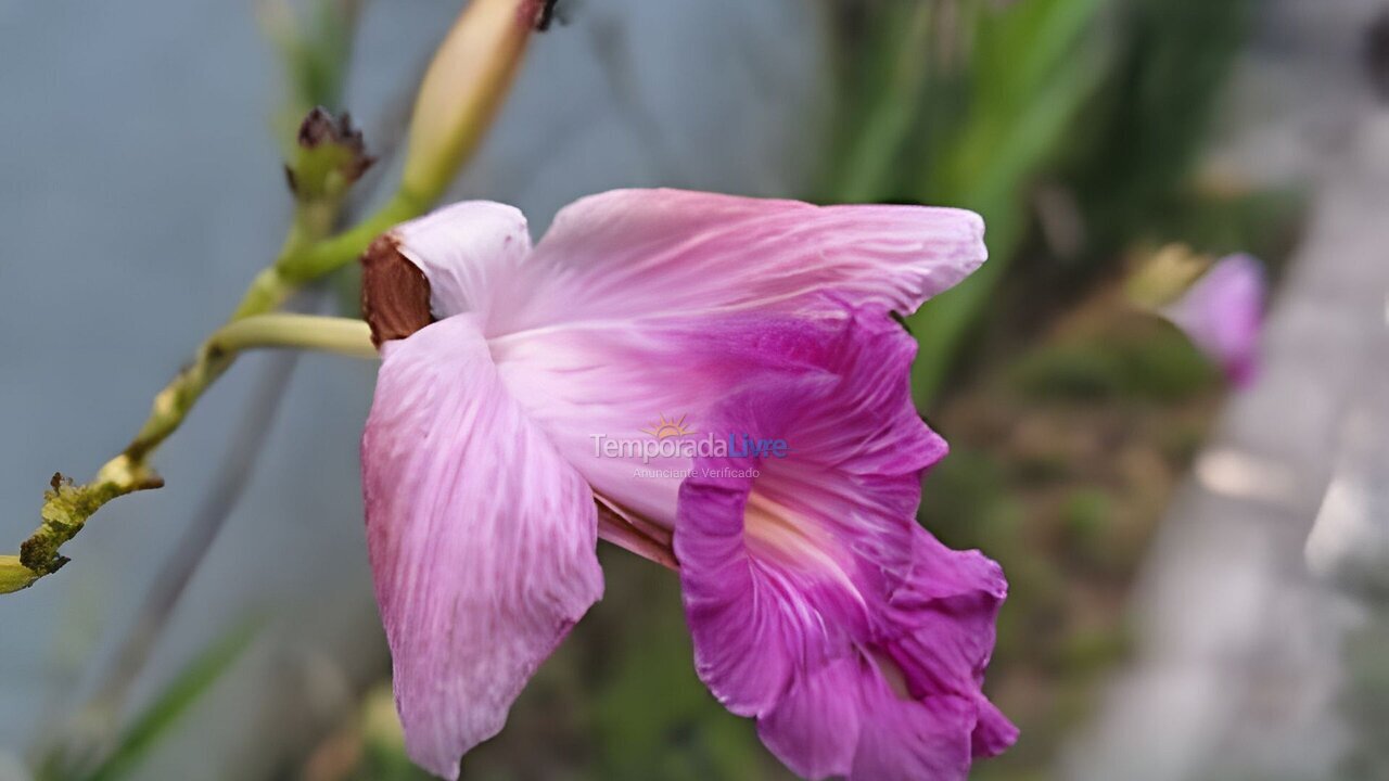Apartamento para aluguel de temporada em Camaragibe (Aldeia dos Camaras)