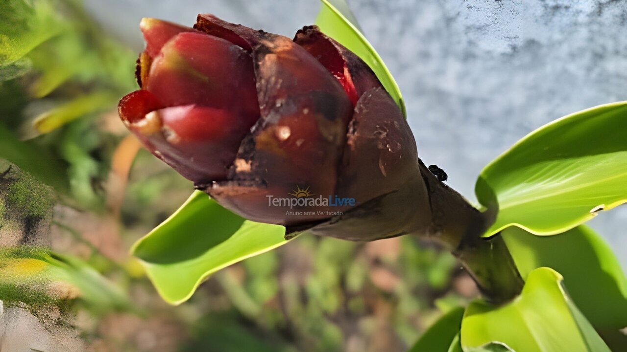 Apartamento para aluguel de temporada em Camaragibe (Aldeia dos Camaras)