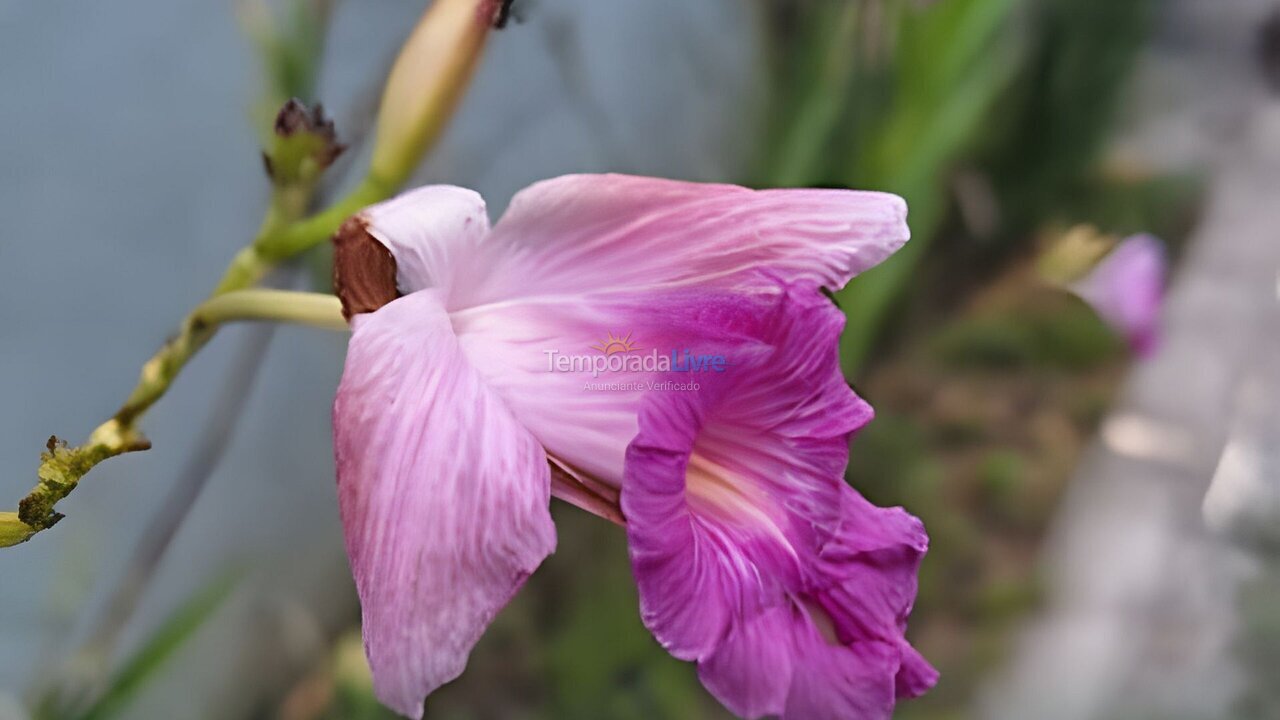 Apartamento para aluguel de temporada em Camaragibe (Aldeia dos Camaras)