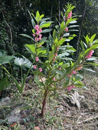 Casa Grande Pousada o lugar ideal para seu descanso!