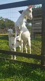 House on the Farm - Trail, animals, rivers and nature