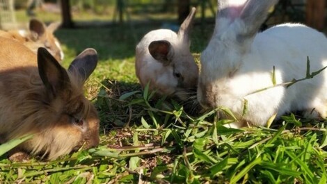 House on the Farm - Trail, animals, rivers and nature