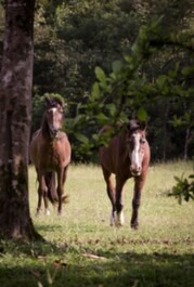 House on the Farm - Trail, animals, rivers and nature