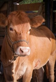 House on the Farm - Trail, animals, rivers and nature