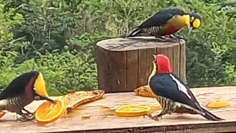 Wonderful ocean views, tranquility, and abundant nature.