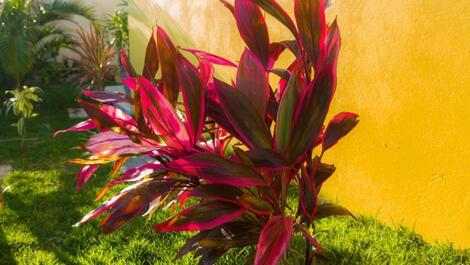 Apartamentos Atlántico Imbassai