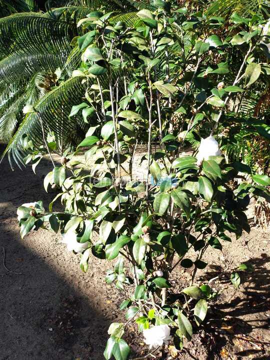 House for vacation rental in Ubatuba (Pereque Mirim)