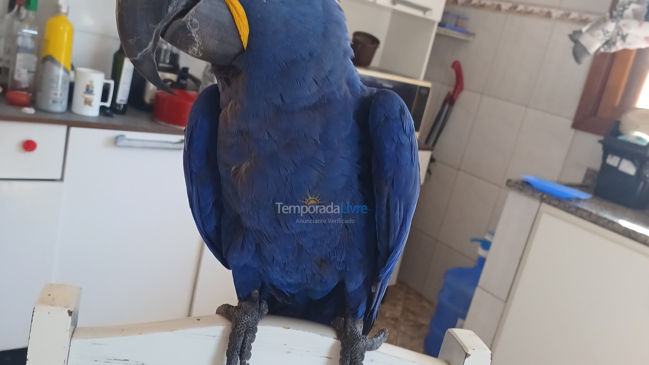 Granja para alquiler de vacaciones em Cotia (Cotia)