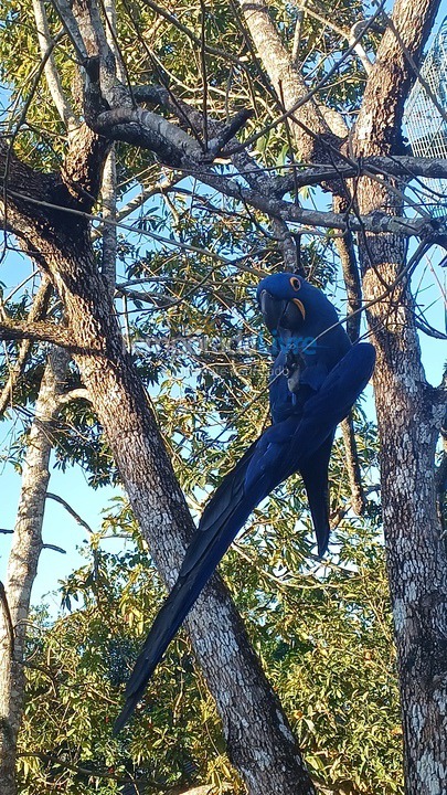 Granja para alquiler de vacaciones em Cotia (Cotia)