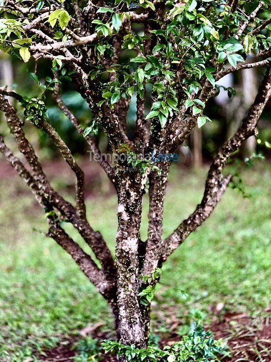 Casa para aluguel de temporada em Boituva (Condominio Vitassay)