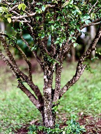 CASA DE CAMPO EM CONDOMÍNIO FECHADO