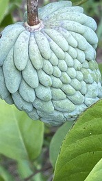 CASA DE CAMPO EM CONDOMÍNIO FECHADO