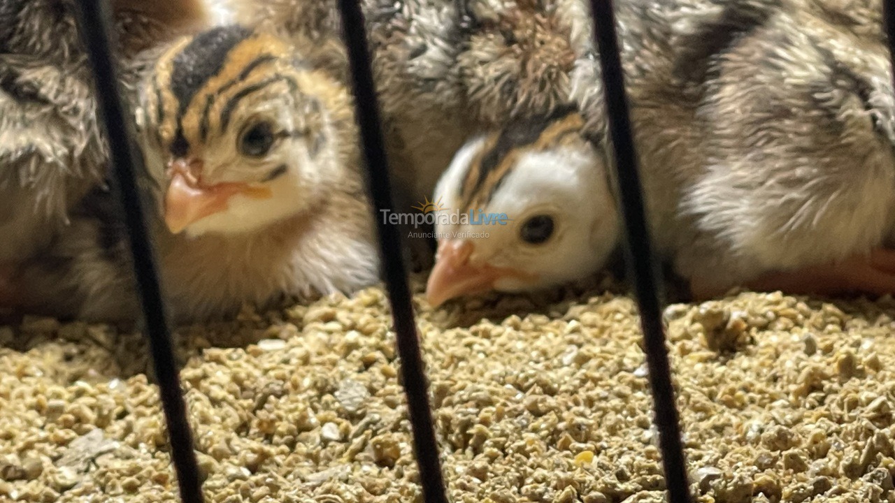 Casa para aluguel de temporada em Boituva (Condominio Vitassay)