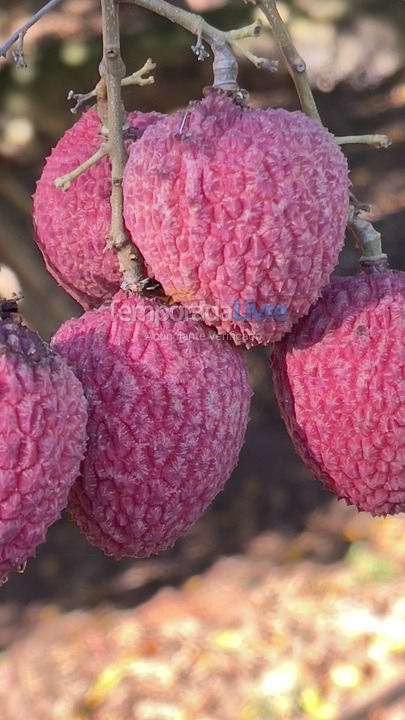 Casa para aluguel de temporada em Boituva (Condominio Vitassay)