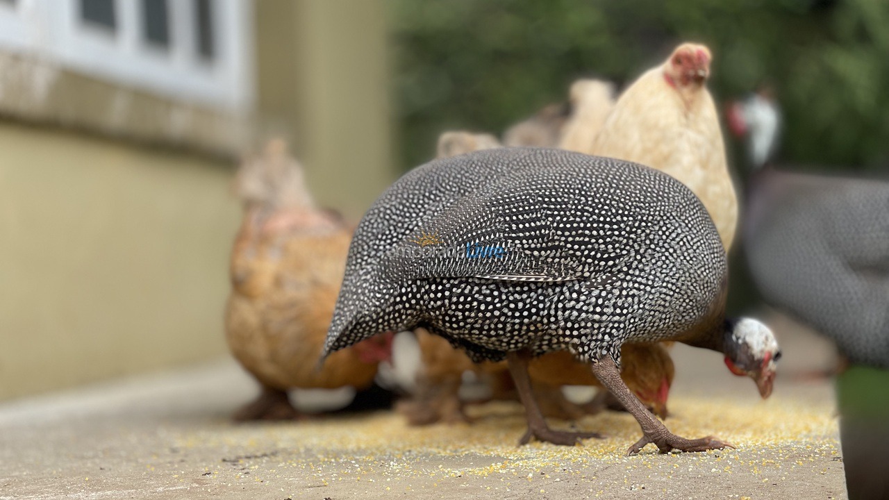 Casa para aluguel de temporada em Boituva (Condominio Vitassay)