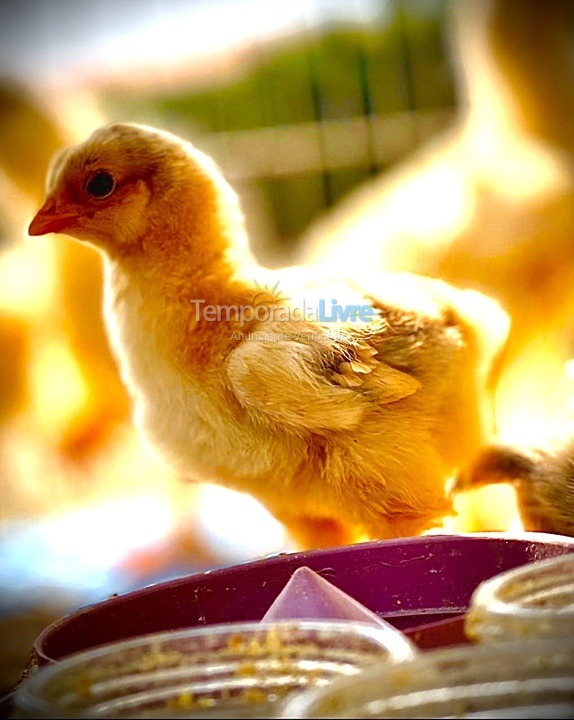 Casa para aluguel de temporada em Boituva (Condominio Vitassay)