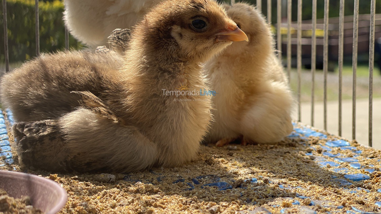 Casa para aluguel de temporada em Boituva (Condominio Vitassay)