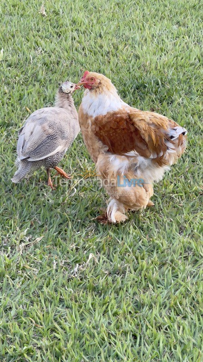 Casa para aluguel de temporada em Boituva (Condominio Vitassay)