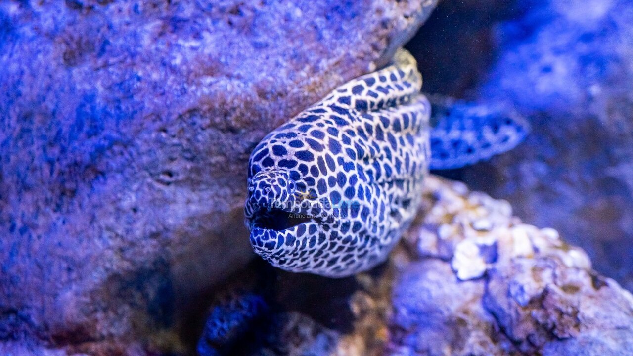 Apartamento para aluguel de temporada em Rio de Janeiro (Copacabana)