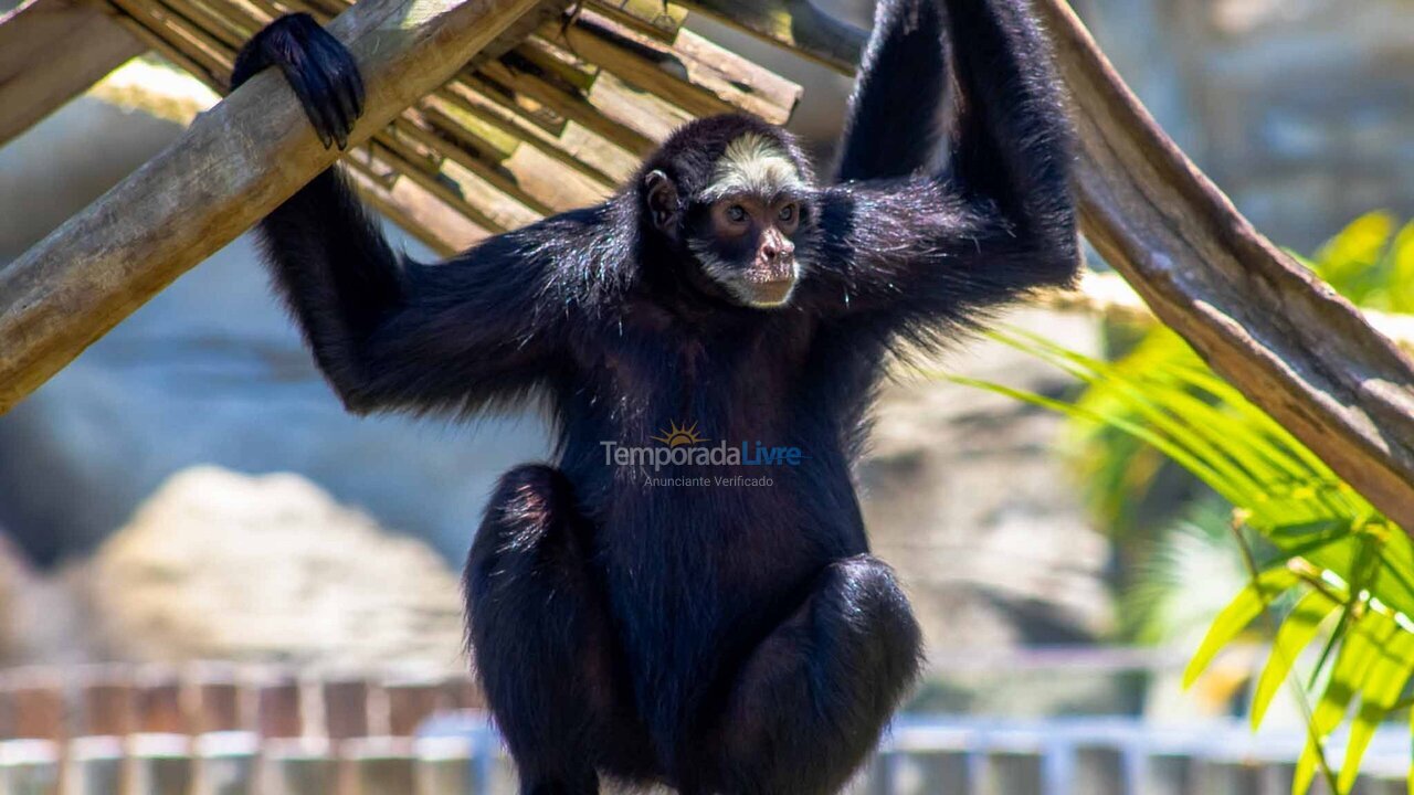 Apartamento para aluguel de temporada em Rio de Janeiro (Copacabana)