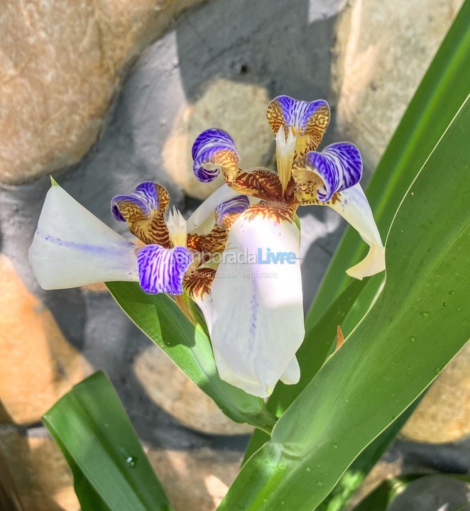 Casa para aluguel de temporada em Palhoça (Guarda do Embaú)