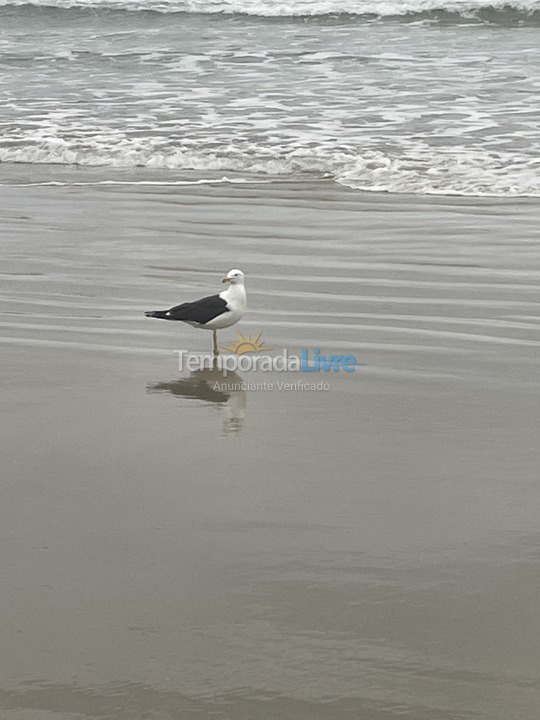 Apartamento para alquiler de vacaciones em Guarujá (Pitangueiras)