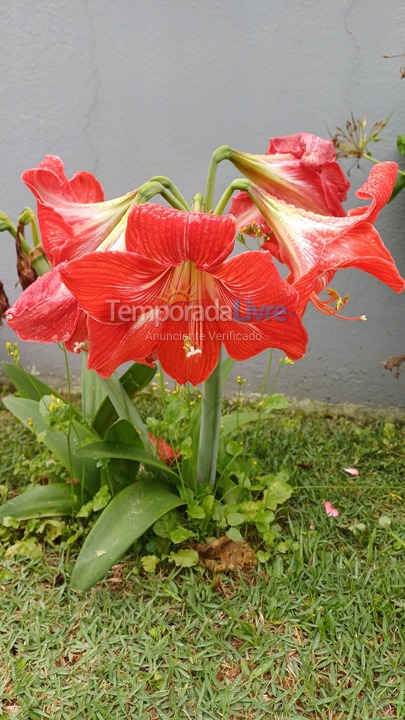 Casa para aluguel de temporada em Bombinhas (Mariscal)