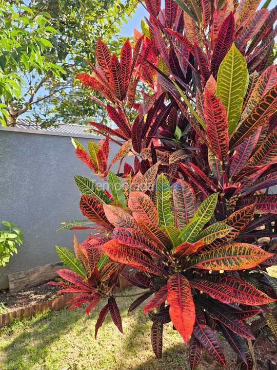 Casa para aluguel de temporada em Bombinhas (Mariscal)