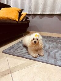 Studio, pet friendly, access to BR-101