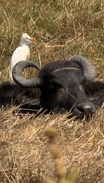 Casa en la isla de Marajó