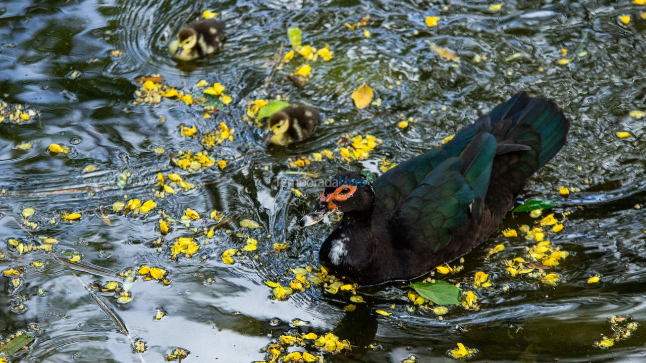 Casa para aluguel de temporada em Ubatuba (Horto Florestal)