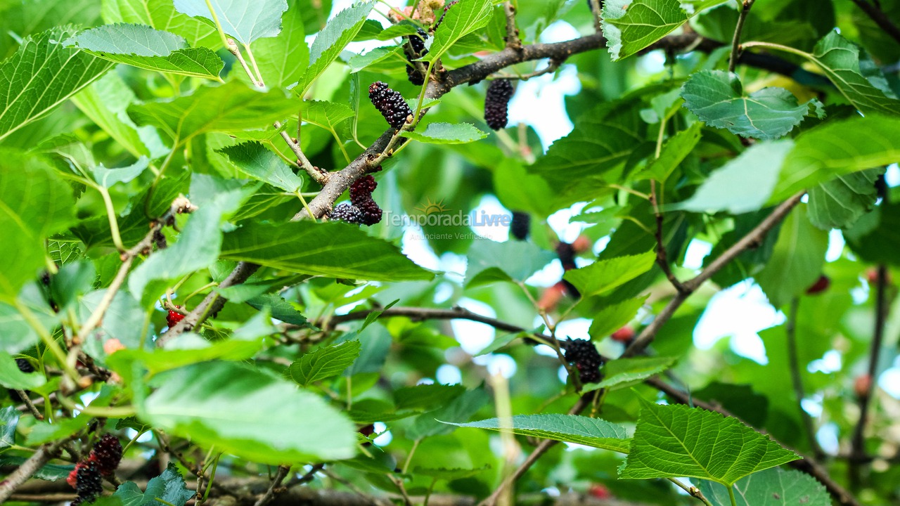 Casa para aluguel de temporada em Ubatuba (Horto Florestal)