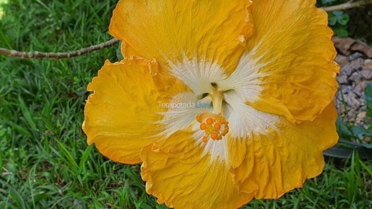 Casa para aluguel de temporada em Ubatuba (Itamambuca)