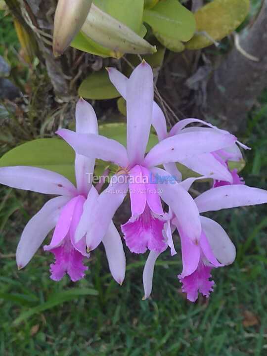 Apartment for vacation rental in Ubatuba (Itaguá)