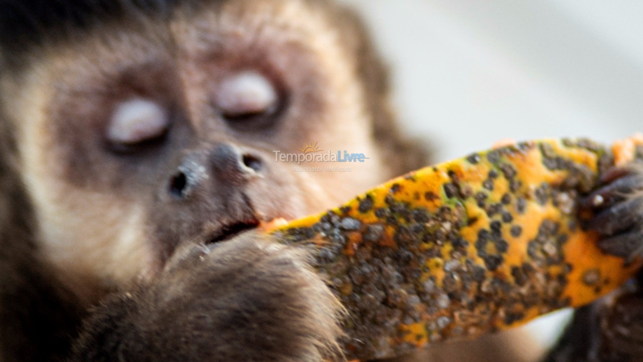 House for vacation rental in Florianopolis (Lagoa da Conceição)