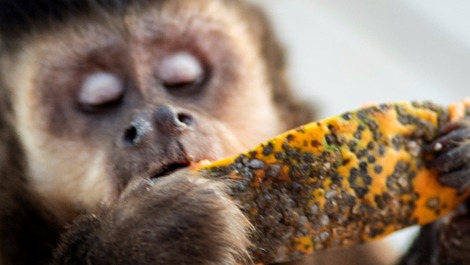 Loft Arcano Maior. Unique retreat. Views of the forest, the lagoon, and the sea!