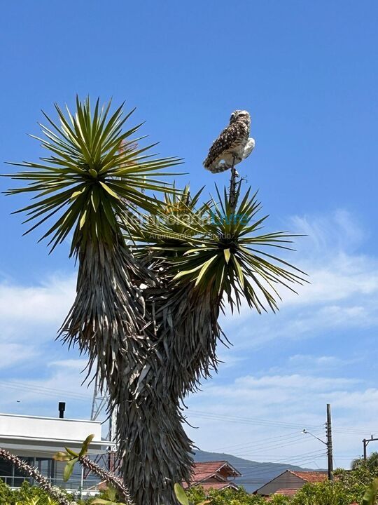 Apartamento para aluguel de temporada em Palhoça (Praia do Sonho)