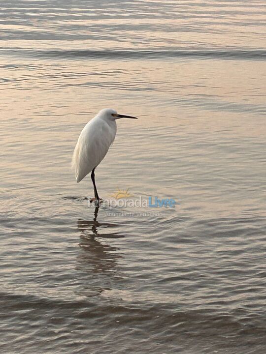 Apartamento para aluguel de temporada em Palhoça (Praia do Sonho)