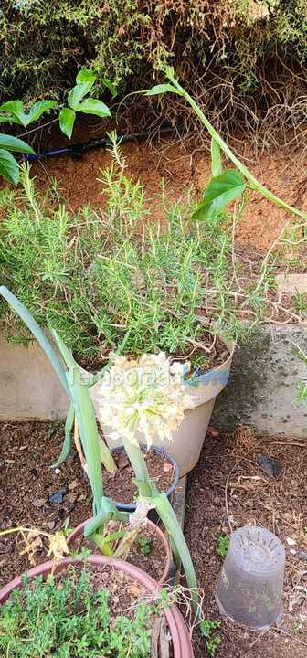 Ranch for vacation rental in Tuiuti (Centro)