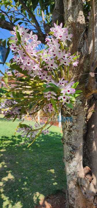 Ranch for vacation rental in Tuiuti (Centro)