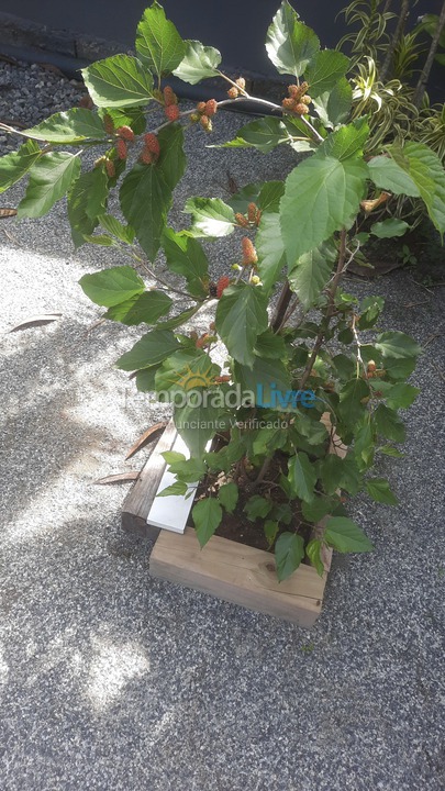 Casa para alquiler de vacaciones em São Francisco do Sul (Vila da Glória)